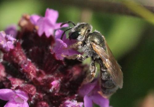 Seladonia submediterranea